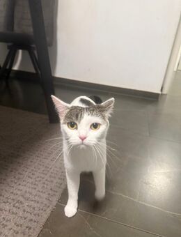 Katze Weibchen - Hanau (Brüder-Grimm-Stadt)
