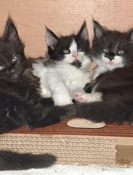 Knuddelalarm! Süße Maine Coon Kätzchen 12 Wochen alt warten noch auf Ihre Dosenöffner - Hörselberg-Hainich