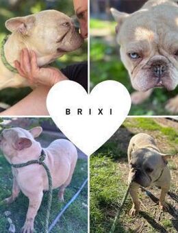 BRIXI PP Hübsches FB Mädel sucht Zuhause - Neustadt (Rübenberge)