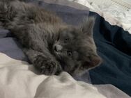 Unsere Wunderschönen Baby-Katzen suchen in ca 2-3 wochen ein Liebevollesneues zuhause 🐾 - Weil (Rhein) Zentrum