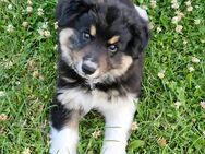 Bordercollie Welpe Rüden - Eichenzell