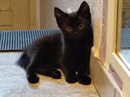 1 Maine Coon Mix Kitten sucht liebevolles zu Hause ab 12 Wochen - Bottrop