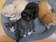 Siam-Thai-Perser Katzenmix - Brahlstorf