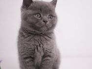 BKH Kitten in Blue und Point