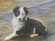 Border Collie Welpen