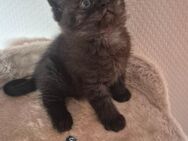 3 BKH Kitten - Neunkirchen (Saarland)