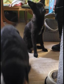 Reinrassiger deutscher Schäferhund - Schmalkalden Zentrum