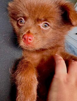 Süßer Zwergspitz Chihuahua Welpe - Delmenhorst