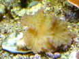 Korallenableger- Meerwasser- Sinularia dura in 57072