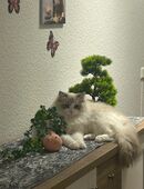 Ragdoll Kater 9 Monate mit besten Freund in 18146