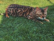 Bengal Kater Kastriert - Neuenkirchen (Nordrhein-Westfalen)