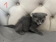 Wunderschöne Britisch Kurzhaar Kitten - Zwiefalten