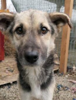 SHIRO - sanfter Rüde sucht Happy End - Kallmünz