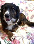 Couch gesucht für BAYON in 69207