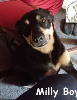 Milly Boy Schmusebacke sucht Zuhause - Kissing