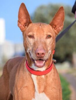 Tayger ist so unglücklich im Tierheim - Laatzen