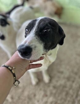 Henry, sucht sein Glück - Bonndorf (Schwarzwald)