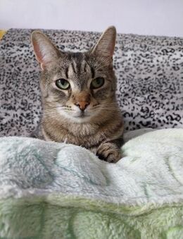 Fred- der Diebische Kater - Rambin