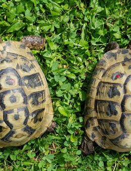 Griechische Landschildkröte, dalmatinische Lokalform (Testudo hermanni hercegovinensis), Nachzucht 2011 - Bruchköbel