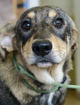 Larry, neugierig, aktiv, lernwillig - Westerholt