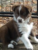 Austalian Shepherd, in 49124