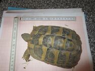 griechische landschildkröte weiblich 2018 - Deggendorf