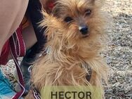 HECTOR, m., kastr., Yorkshire-Mix, 4,8kg - Sipplingen
