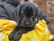 Reinrassige Labradorwelpen suchen ein schönes Zuhause - Hagenow