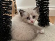 Kitten Katze Siam Heilige Birma Mix - Warsow