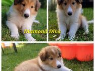 Collie Welpen amerikanischer Typ tricolor/ dark sable - Auerbach (Vogtland)