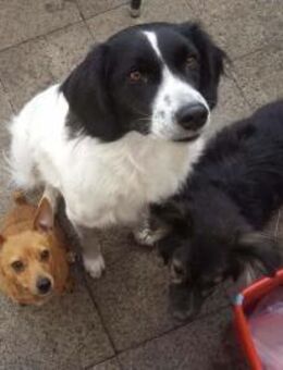 Lord Nelson - ein Freund fürs Leben - Elsdorf (Nordrhein-Westfalen)