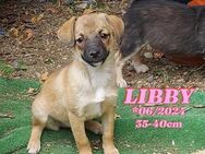 Libby - Rotenburg (Fulda)