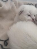 Sams Family hat Nachwuchs mit reinrassigen Kitten. in 85391