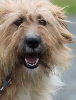 Ilio - hübscher Wuschelrüde - Lohra