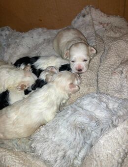 4 süsse Maltipoo Jungs suchen neues Heim für immer. - Bakum