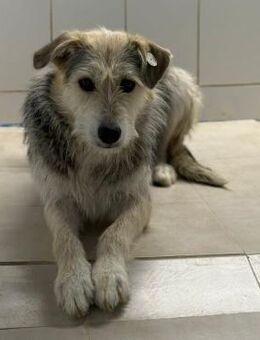 🆘💛 Sanfte Adia in großer Not💛🆘 - Eislingen (Fils)