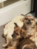 Hunde suchen ein schönes Zuhause in 40217
