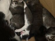 Katzen zu verkaufen - Rüsselsheim