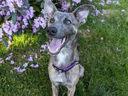 Rüde Whippet und Australian Shepherd Mix, 11 Monate alt - Düsseldorf