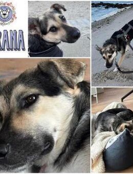 TIRANA * Sonnenschein auf vier Pfoten - Duisburg