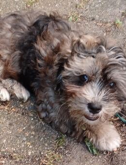 Shihpoo Welpen mit Ahnenpass - Klein Nordende