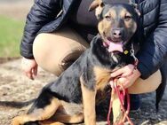 Wer verliebt sich in die pfiffige Lola ? - Dortmund
