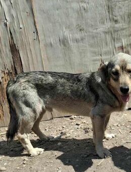 Rohdiamant Gigi - Tholey