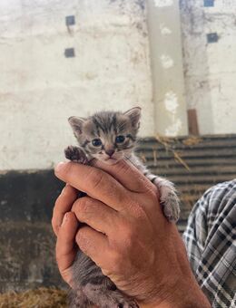 Süßes Katzenbaby - Hohenmölsen
