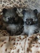 REIZENDE POMERANIAN / ZWERGSPITZ WELPEN (Hündinnen)mit PAPIEREN zu verkaufen in 04357