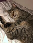 Katze zum abgeben in 40789