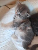 Sibirientaigas-30 Jahre Sibirische Katzen in 66265