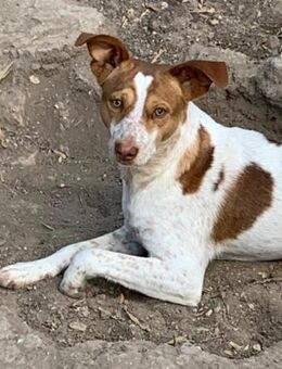 Ben hübscher Hundebub sucht sein Zuhause - Laatzen