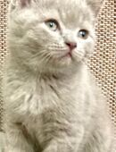 BkH Kitten/Junge Lilac reinrassig Vater Stammbaum in 28329