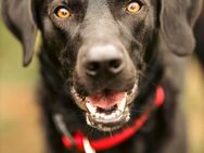 Harley aus 56335 Neuhäusel sucht ! - Krefeld